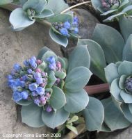 Oysterplant, Mertensia maritima